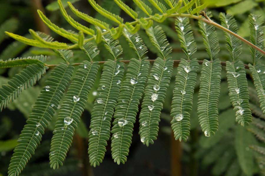 Acacia dealbata - Mimosa Tree