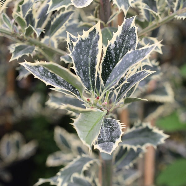 Ilex aquifolium 'Handsworth New Silver' - Foliage