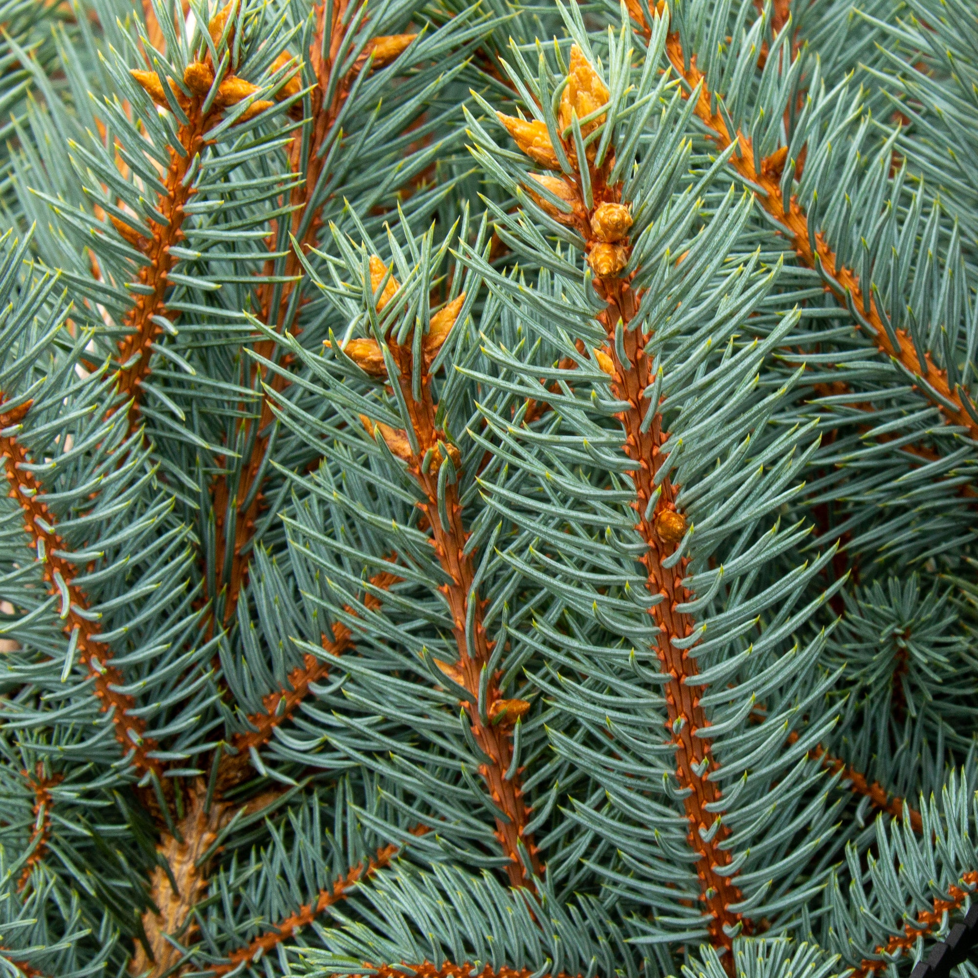 Picea pungens Iseli Fastigiate - Colorado Spruce Iseli Fastigiate