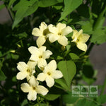 Jasminum Clotted Cream - Flowers
