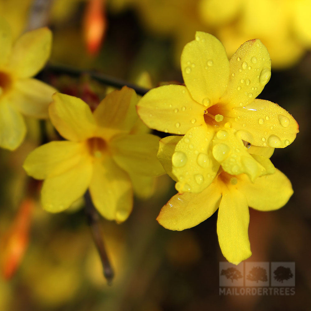 Jasminum nudiflorum - Flowers