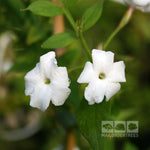 Jasminum officinale - Flowers