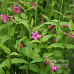 Jasminum Beesianum - Flowers