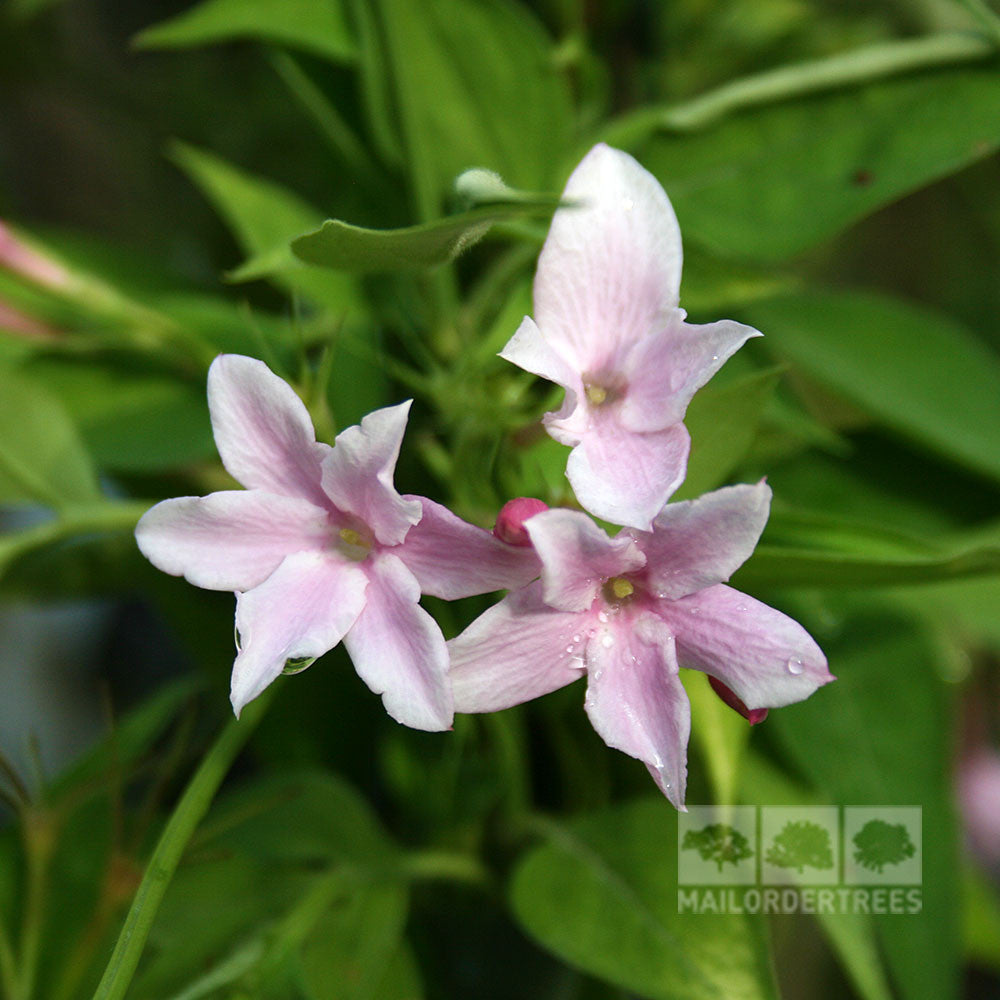 Jasminum stephanense - Flowers