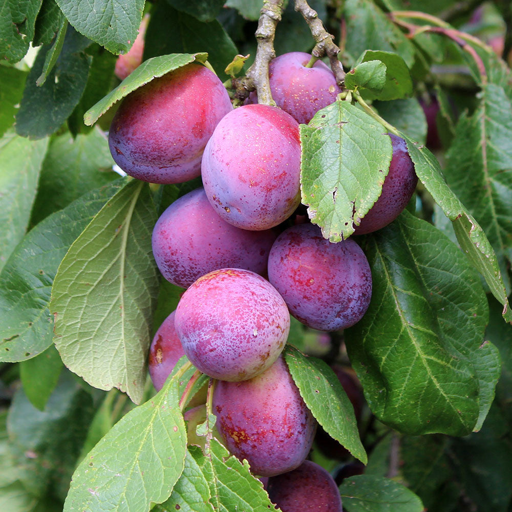 Prunus Jubilee - Fruits