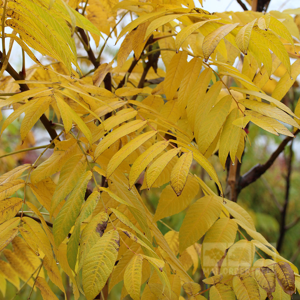 Juglans nigra - Autumn Foliage