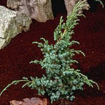 Juniperus Blue Alps - Foliage