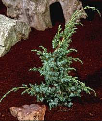 Juniperus Blue Alps - Foliage