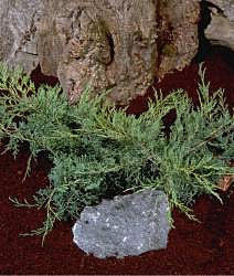 Juniperus Grey Owl