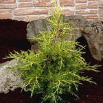 Juniperus Kuriwao Gold - Foliage