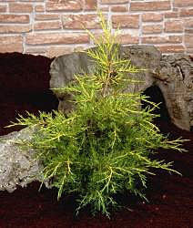 Juniperus Kuriwao Gold - Foliage
