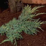 Juniperus Pfitzeriana Aurea