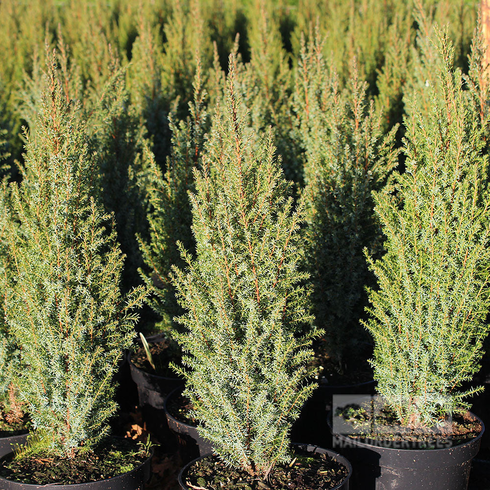Juniperus Compressa - Foliage