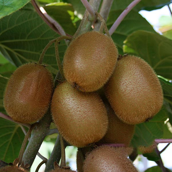 Actinidia Jenny - Fruits