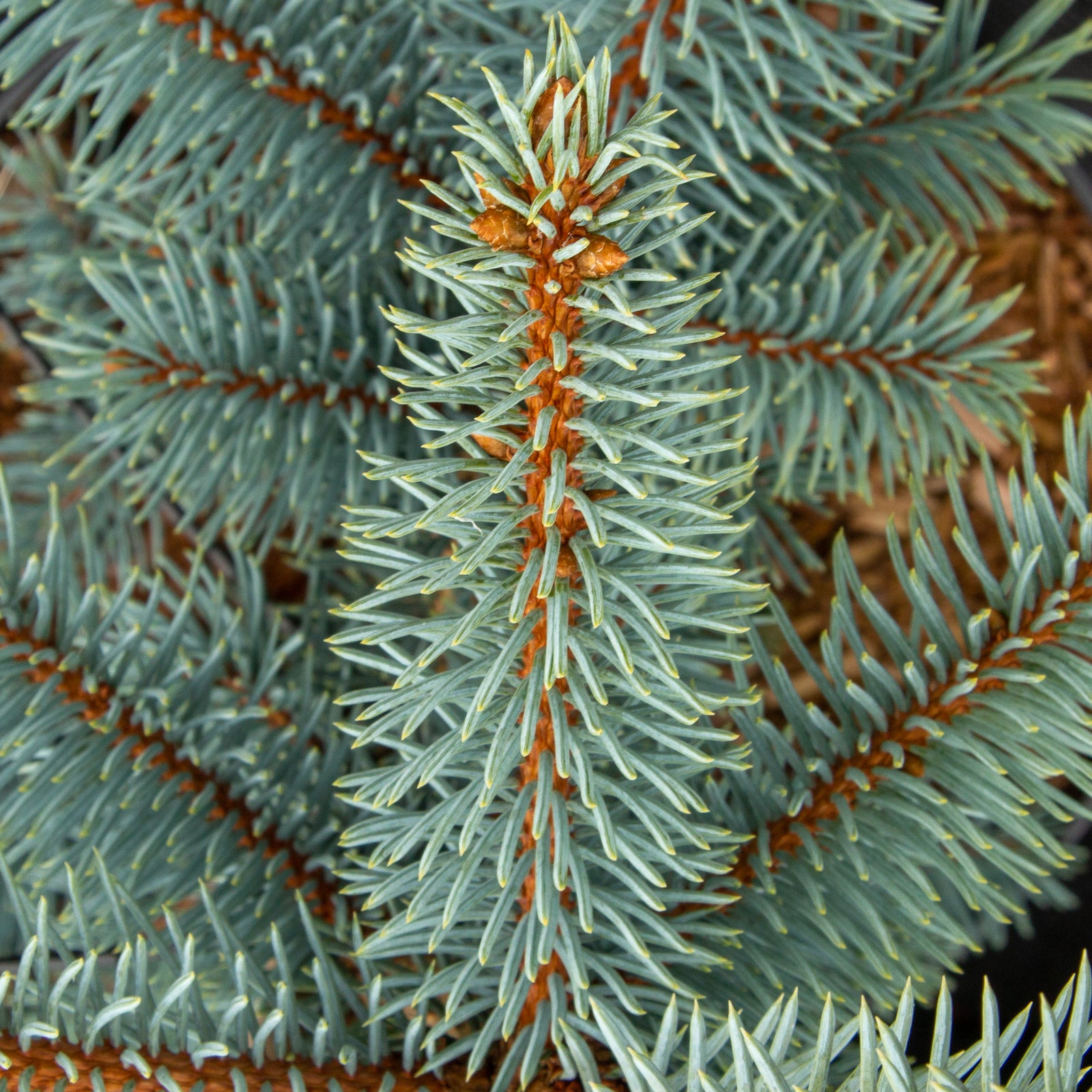 Picea pungens Koster - Colorado Spruce