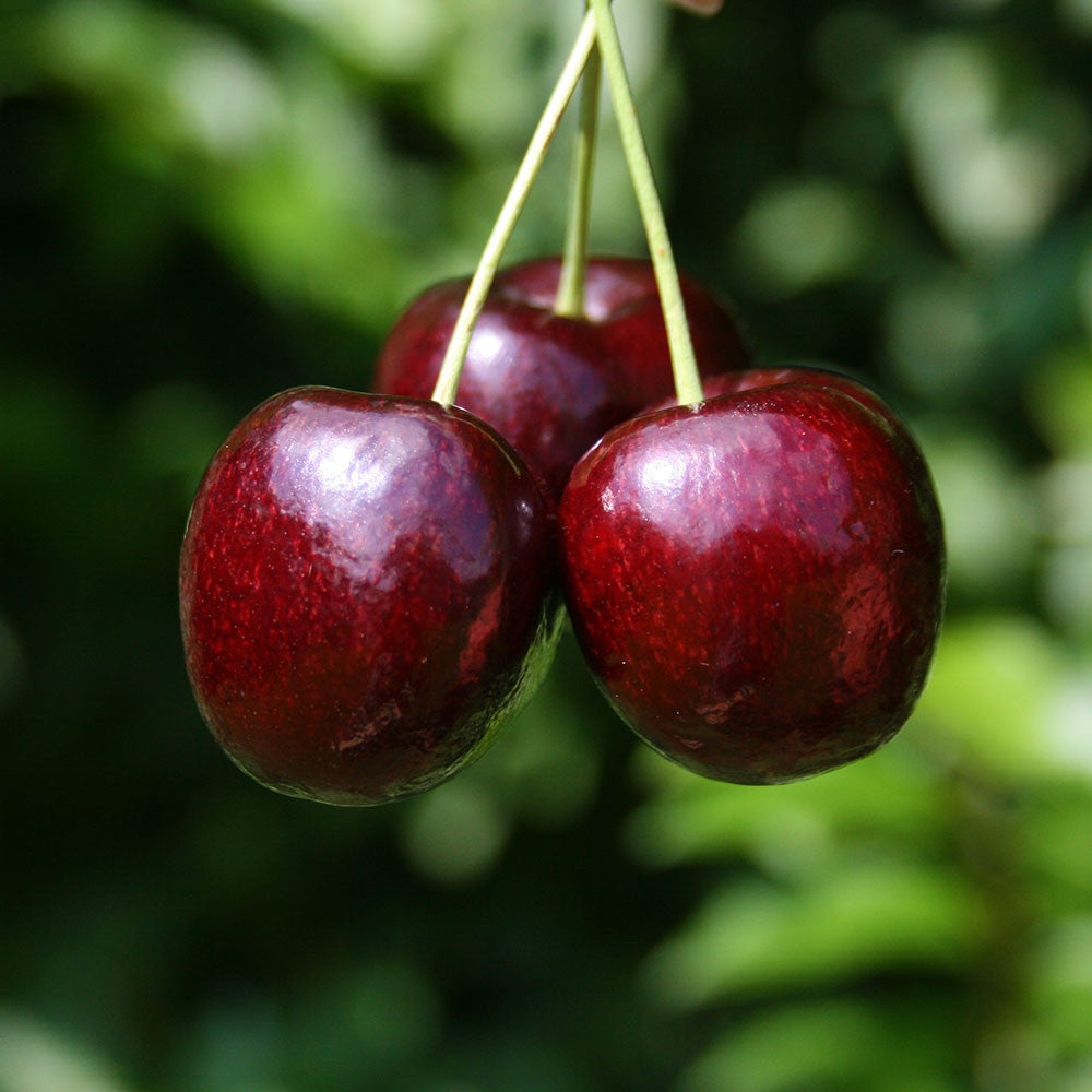 Prunus Lapins - Fruits
