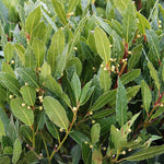 Laurus nobilis - Foliage