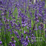 Lavandula Hidcote - Flowers
