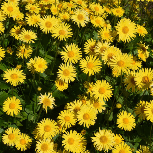 Doronicum Little Leo - Leopard's Bane