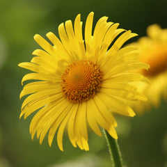 Doronicum Little Leo - Leopard's Bane