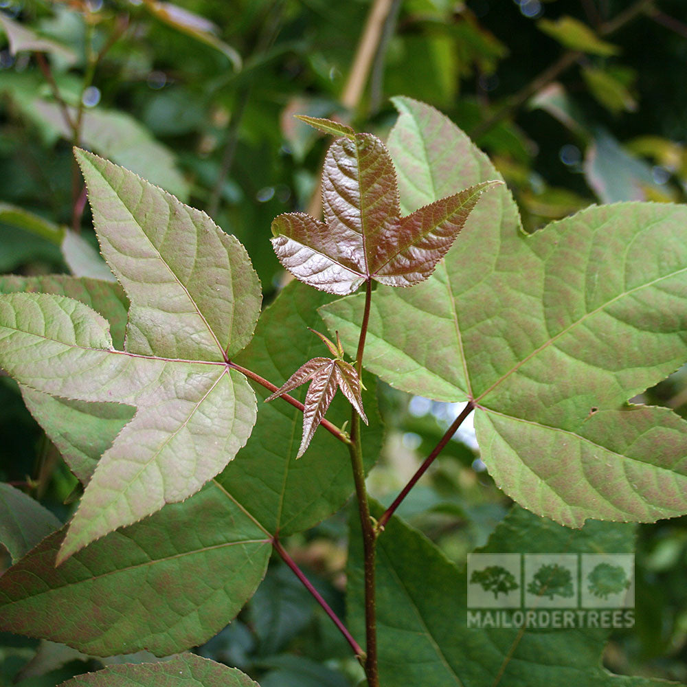 Liquidambar acalycina - Foliage