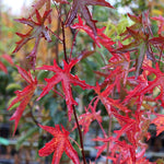 Liquidambar Red Star - Autumn Foliage
