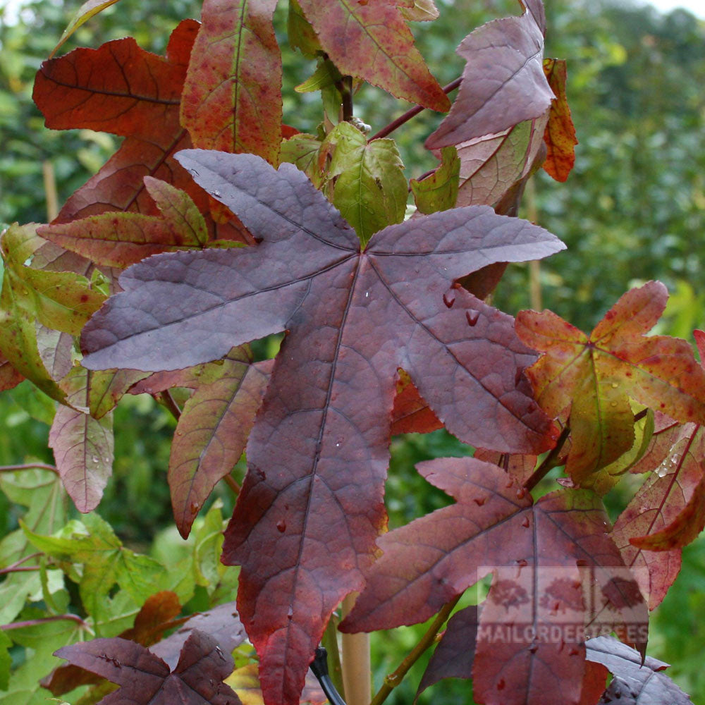 Liquidambar styraciflua - Foliage