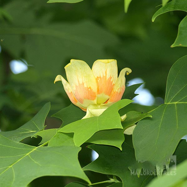 Liriodendron tulipifera - Flower