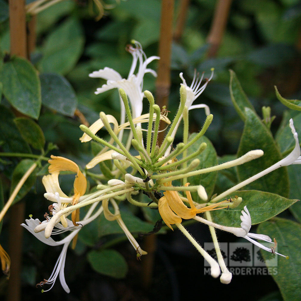 Lonicera halliana - Flower