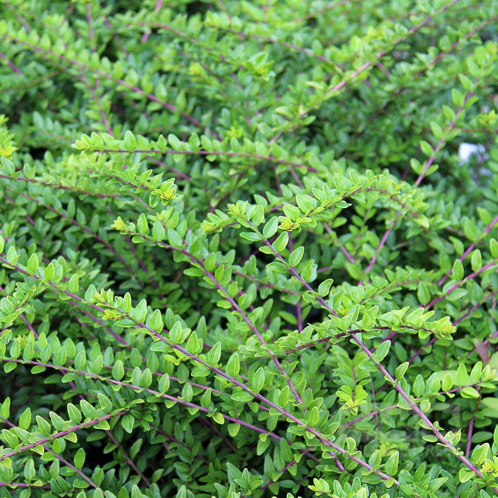 The Lonicera Maigrun - Honeysuckle May Green is an evergreen shrub admired for its dense green foliage featuring small leaves and slender, intertwining branches, making it ideal for an informal hedge.