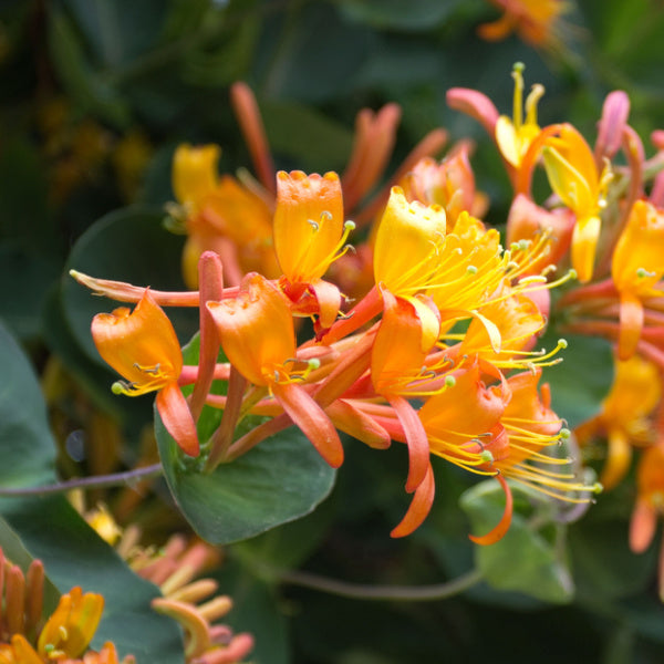 Lonicera x tellmanniana - Honeysuckle Plant