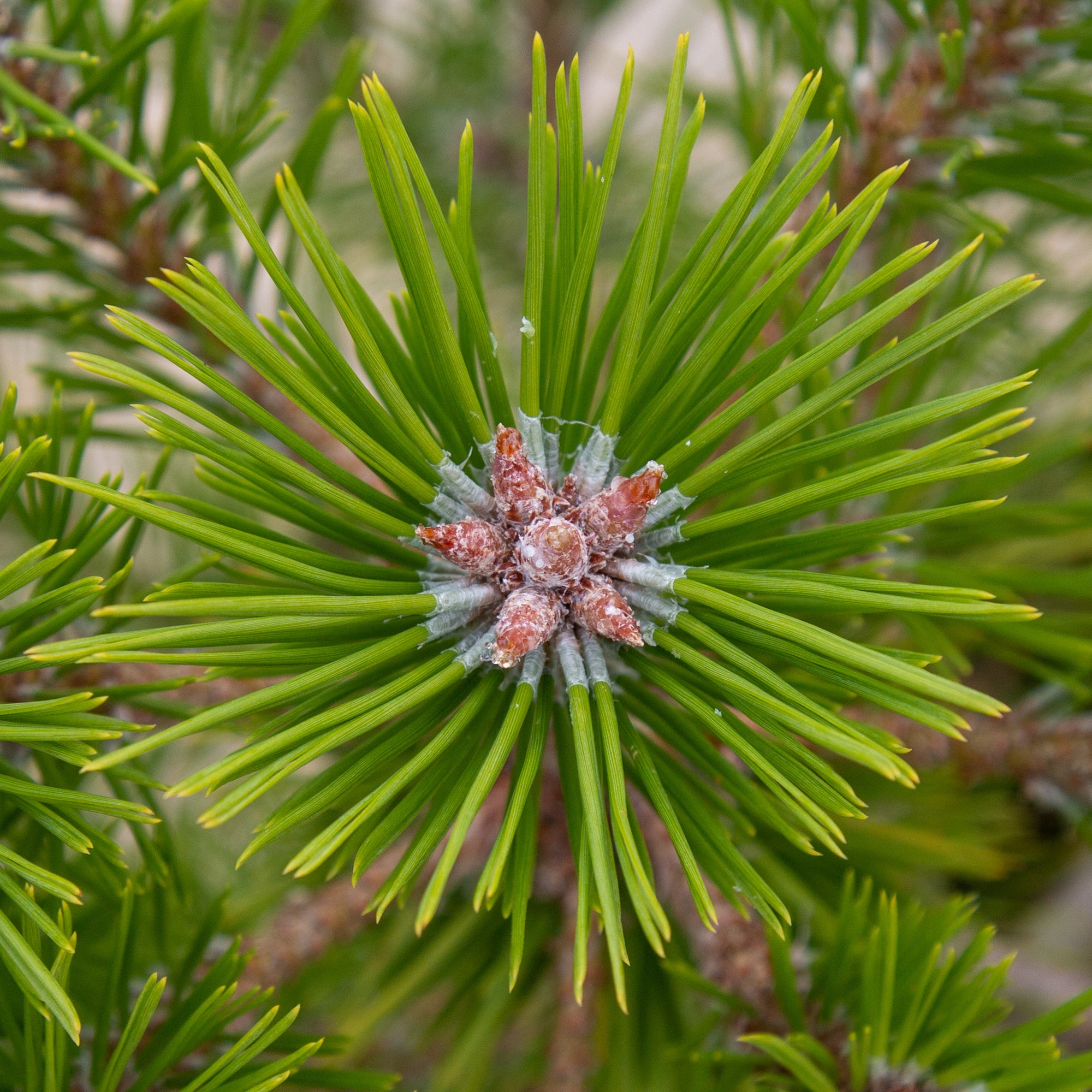 Pinus densiflora Low Glow
