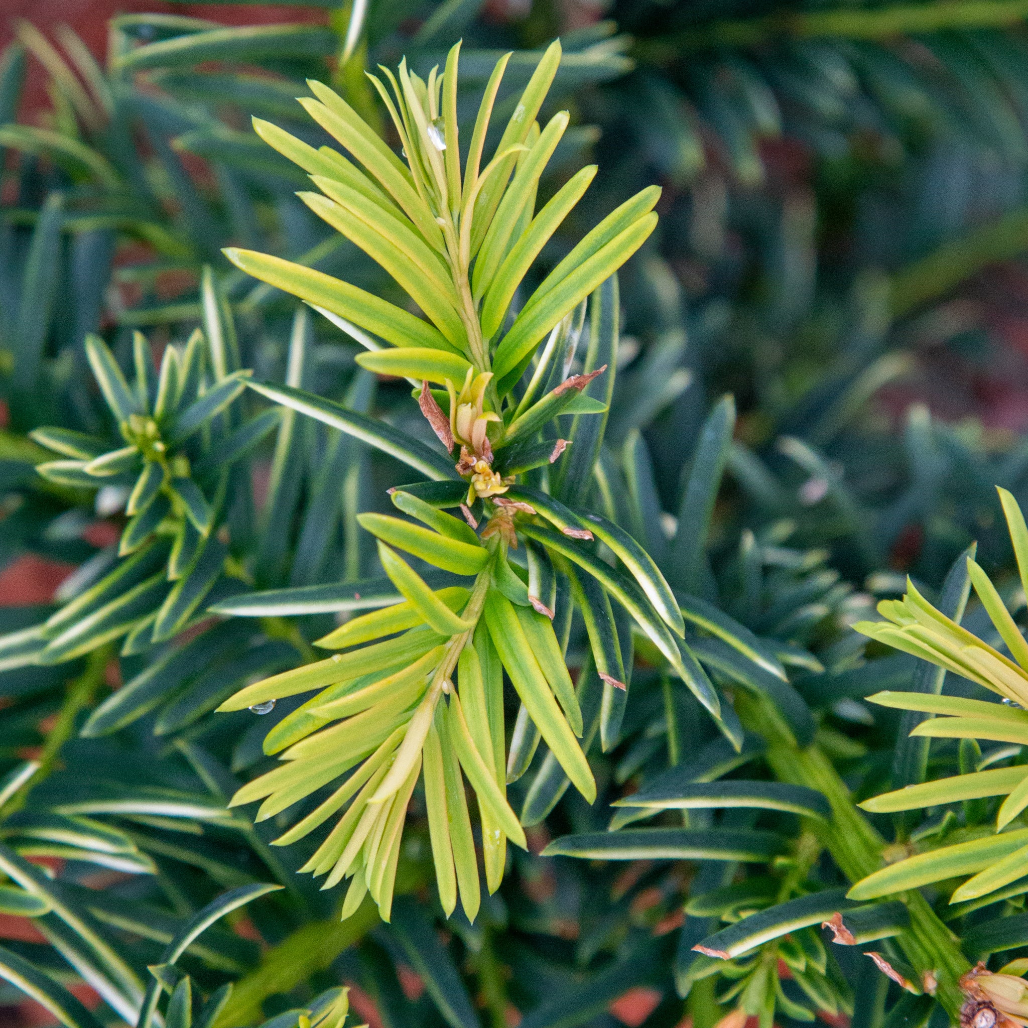 Taxus baccata Luca