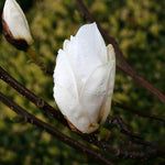 Magnolia Alba Superba - Flower
