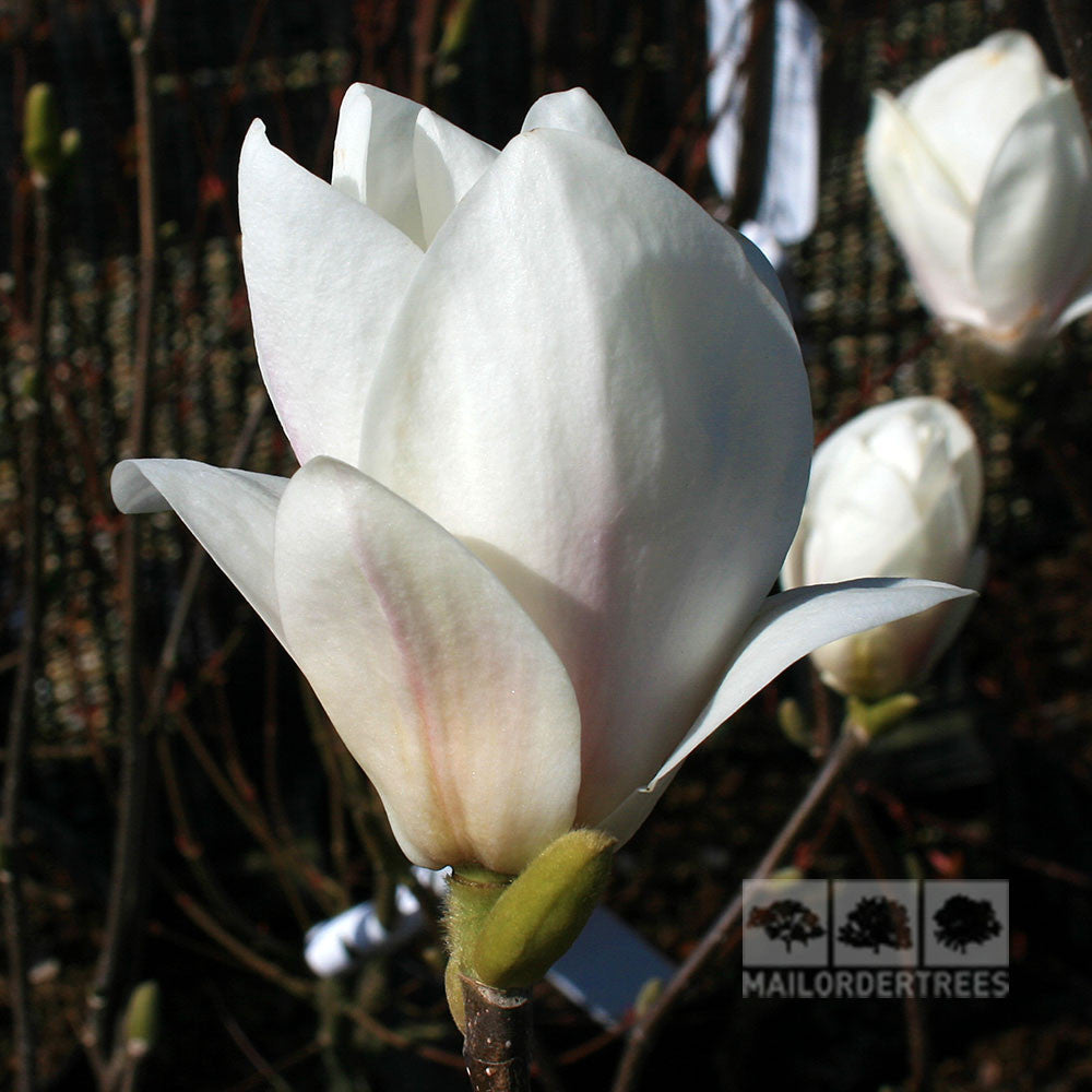 Magnolia Alba Superba - Flower