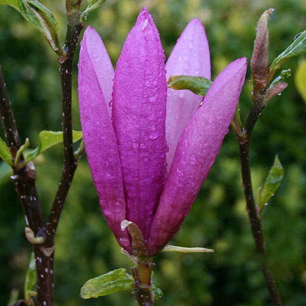 Magnolia Betty - Flower