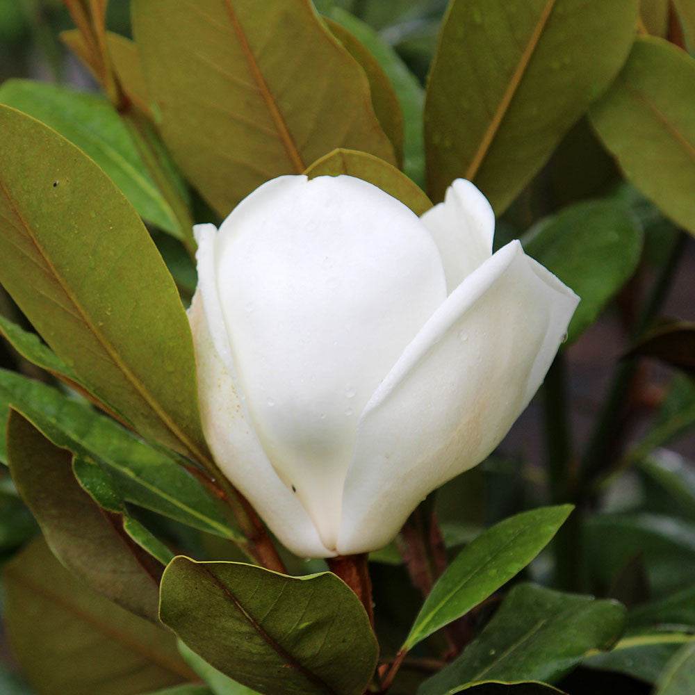 Magnolia Francois Treyve - Flower