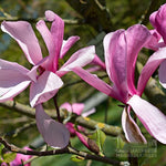 Magnolia Galaxy - Flowers