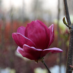 Magnolia Genie - Flower