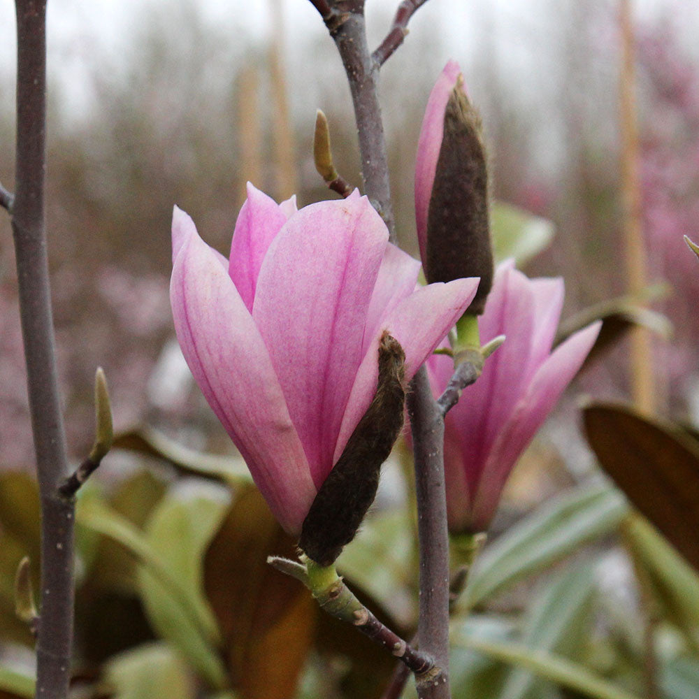Magnolia Heaven Scent - Flowers