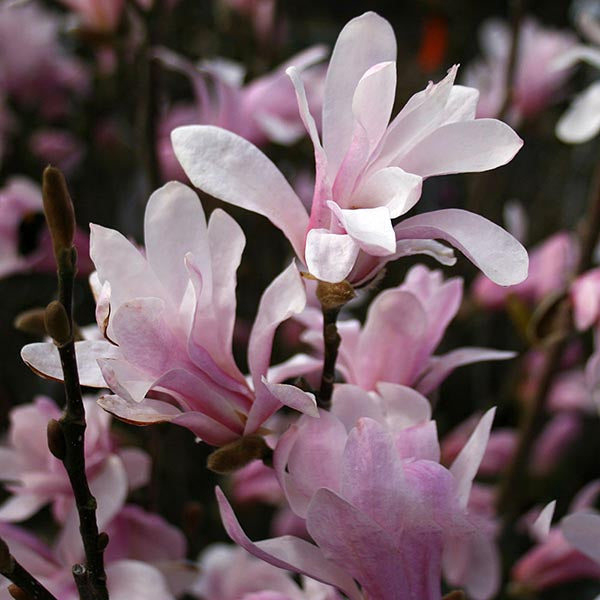 Magnolia Leonard Messel - Flowers