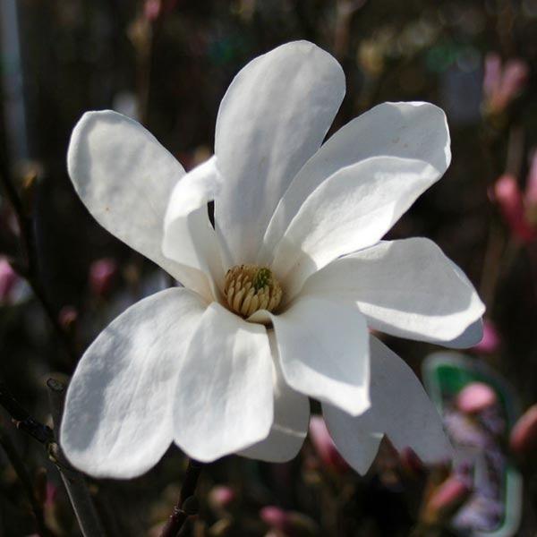 Magnolia Merrill - Flower