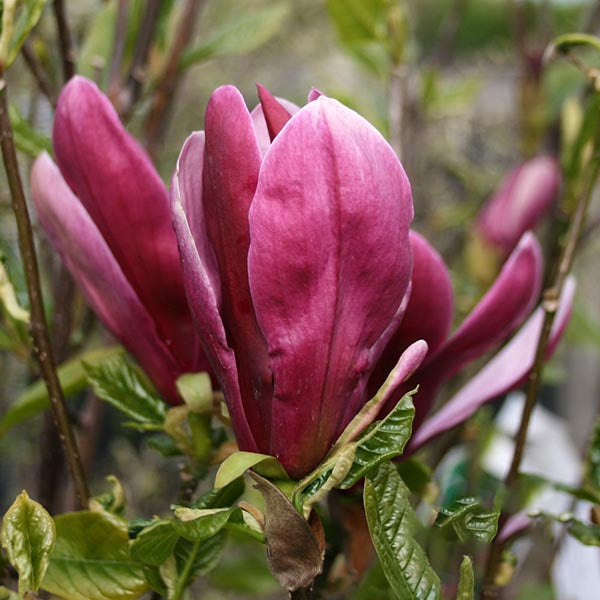 Magnolia Nigra - Flower