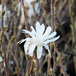 Magnolia Royal Star - Flower