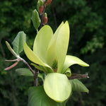 Magnolia Yellow Bird - Flower