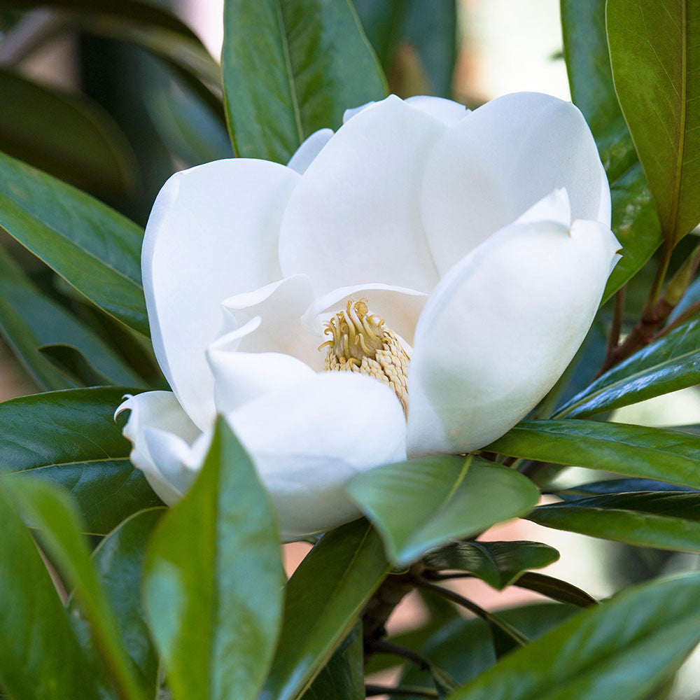 Magnolia Exmouth - Flower