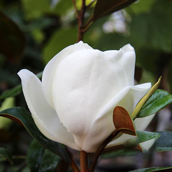 Magnolia Goliath - Flower