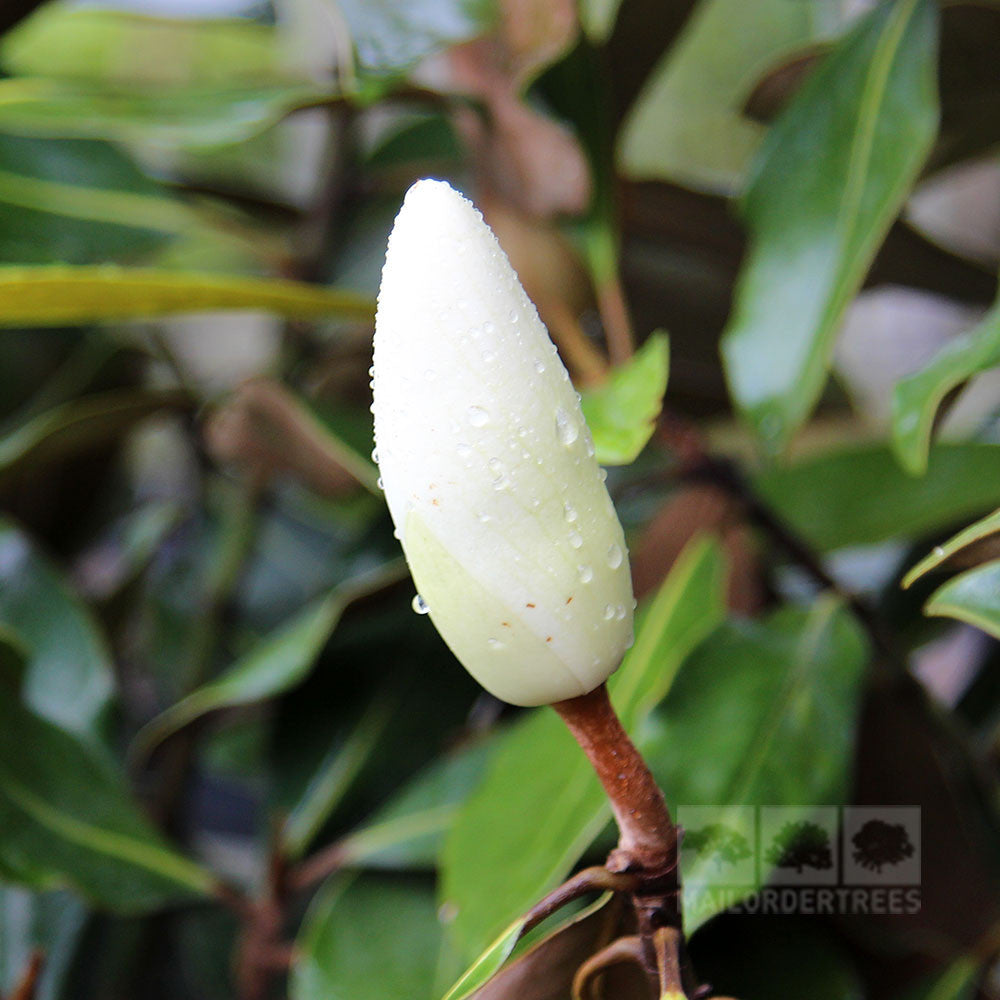 Magnolia Little Gem - Bud