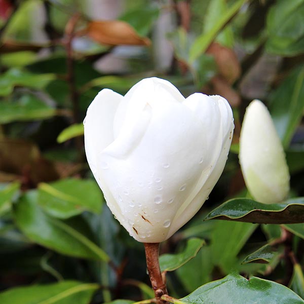 Magnolia Little Gem - Flower
