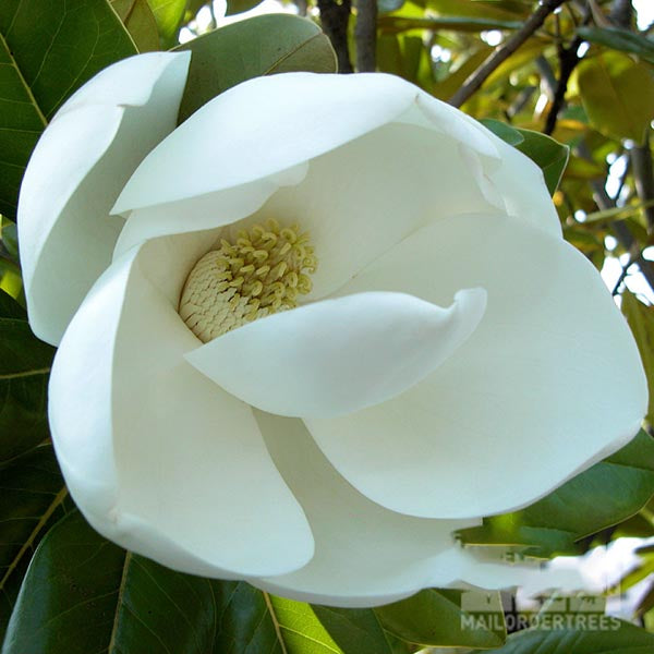 Magnolia grandiflora - Flower